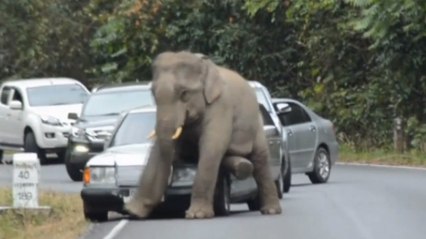 Des touristes en voiture attaqués par un éléphant en Thaïlande