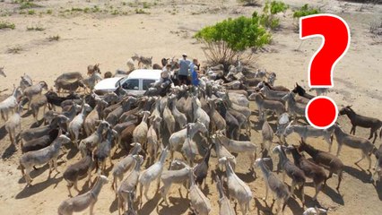 Bonaire, une île paradisiaque qui cache une particularité insolite