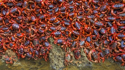 Chaque année, cette île australienne connait une incroyable invasion