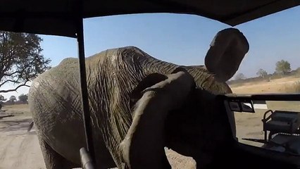 Des touristes en plein safari se font charger par un éléphant en colère
