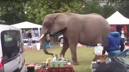Pays-Bas : quand un éléphant s'invite en plein milieu d'une brocante