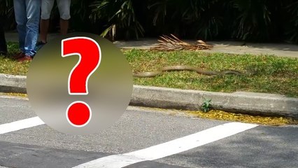 Des étudiants de Singapour assistent à un étonnant combat en pleine rue