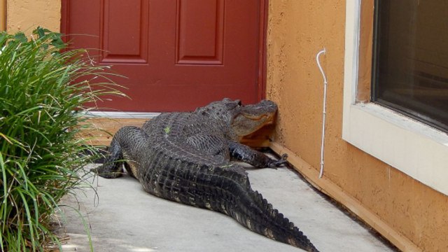 Un habitant de Miami tombe nez-à-nez avec un alligator de 2,5 mètres devant chez lui