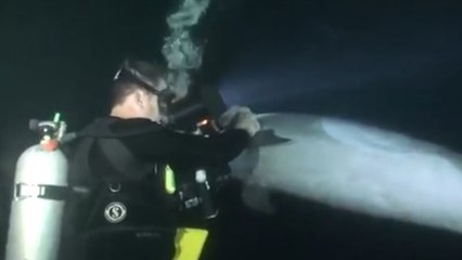 Hawaï : Des plongeurs vivent une rencontre incroyable