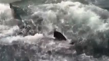 Un grand requin blanc attaque entre deux bateaux de touristes !