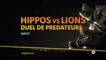 Hippos Vs lions : Duel de prédateurs - 09/05/16