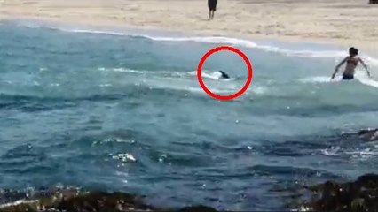 Une baigneuse se fait attaquer par un dauphin sur une plage d'Irlande