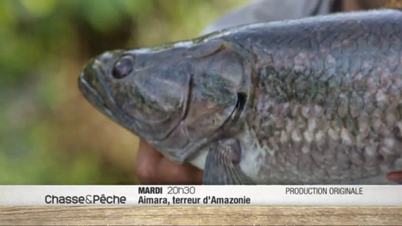 Aïmara : terreur d'Amazonie