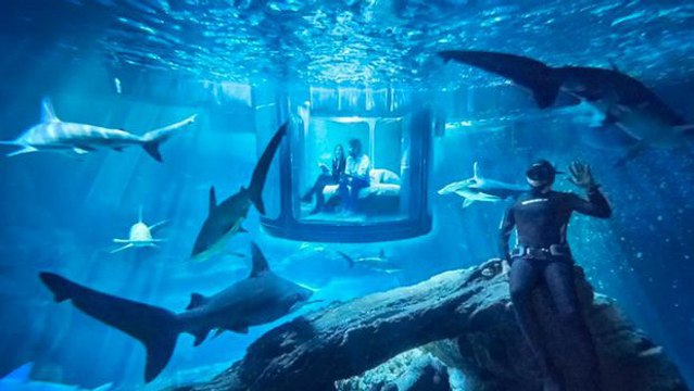 Aquarium de Paris : Airbnb propose de passer une nuit au milieu des requins