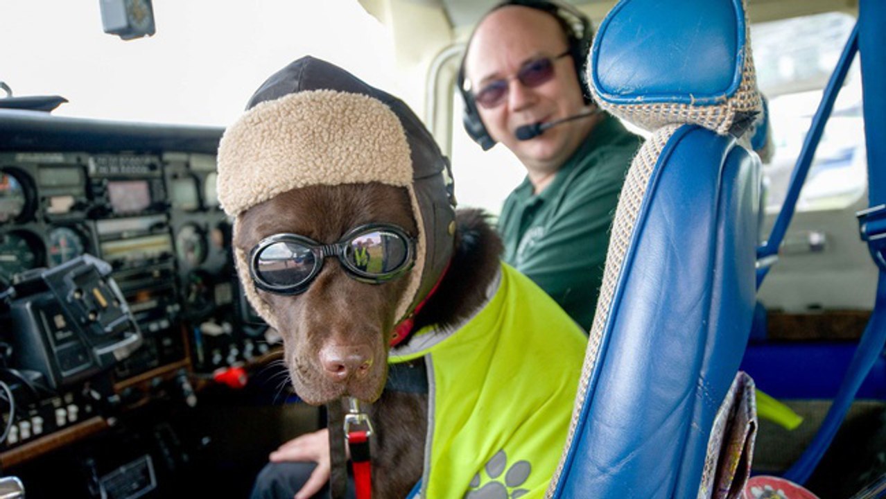 Dogs might fly : Des chiens apprennent à piloter des avions dans une nouvelle émission britannique
