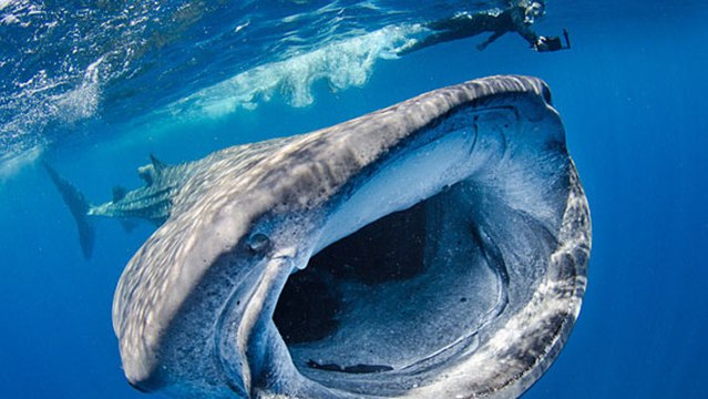Ningaloo Reef (Australie) : venez nager avec les plus gros poissons du monde