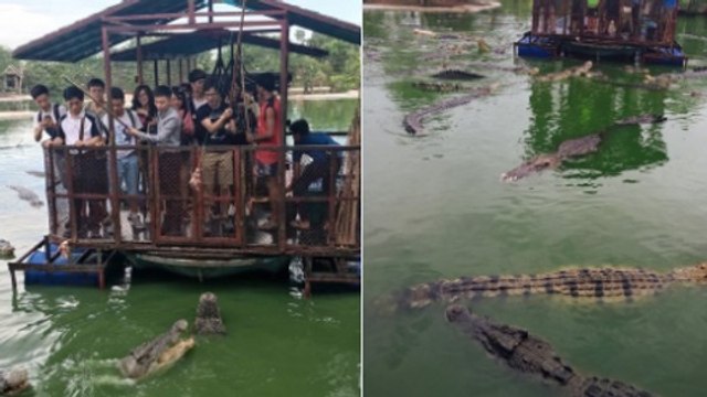 Cette ferme aux crocodiles thaïlandaise a fermé à cause d'une photo...