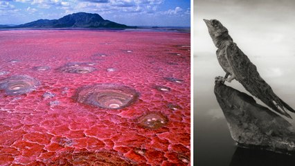 Lac Natron : un lac en Tanzanie qui transforme les oiseaux en statue de pierre