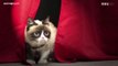 Le zapping du 25/04 : Grumpy Cat, le chat qui valait 82 millions de dollars