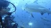 Une armada de requins effraie un groupe de plongeurs !