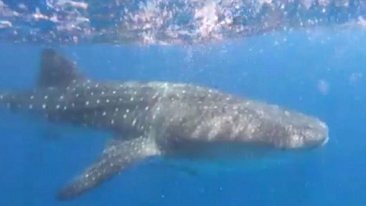 L'un des requins les plus grands au monde filmé dans la mer rouge