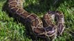 Insolite : Ils découvrent un énorme python dans leur jardin (VIDEO)