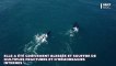 Australie : une femme blessée après une attaque de baleines à bosse