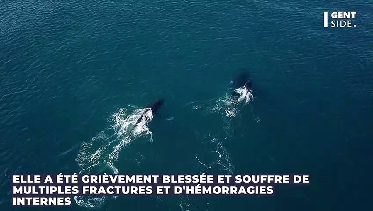 Australie : une femme blessée après une attaque de baleines à bosse