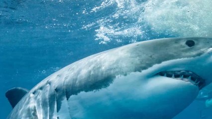 Requins : Sont-ils plus attirés par le sang humain ? L'expérience en vidéo