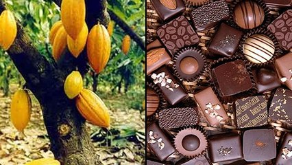 São Tomé, à la découverte de "l’île chocolat"