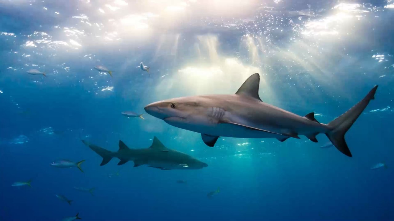 États-Unis : Un grand requin blanc surprend ces baigneurs au bord de l’eau (Vidéo)