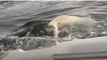 Australie : un père et son fils filment l'attaque impressionnante d'un requin blanc sur leur bateau (VIDÉO)