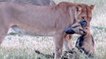 Animaux : Quand un lycaon fait le mort pour échapper à une lionne affamée