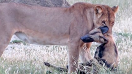 Animaux : Quand un lycaon fait le mort pour échapper à une lionne affamée