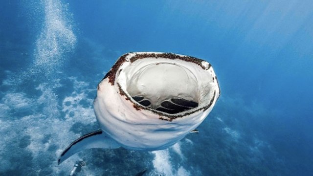 Animaux : ce requin semble avaler un homme et les photos sont incroyables