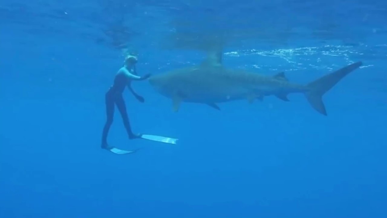 Insolite : une loutre attrape un requin et essaie de le manger