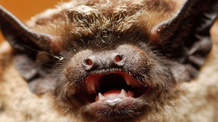 Avion : une chauve-souris apparaît en plein vol et terrifie les passagers (VIDÉO)