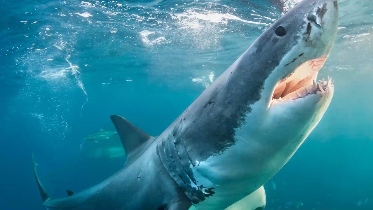 Australie : Attaque de requin fatale dans le Queensland