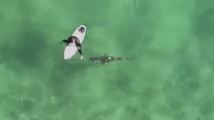 Australie : un requin de deux mètres frôle dangereusement un surfeur