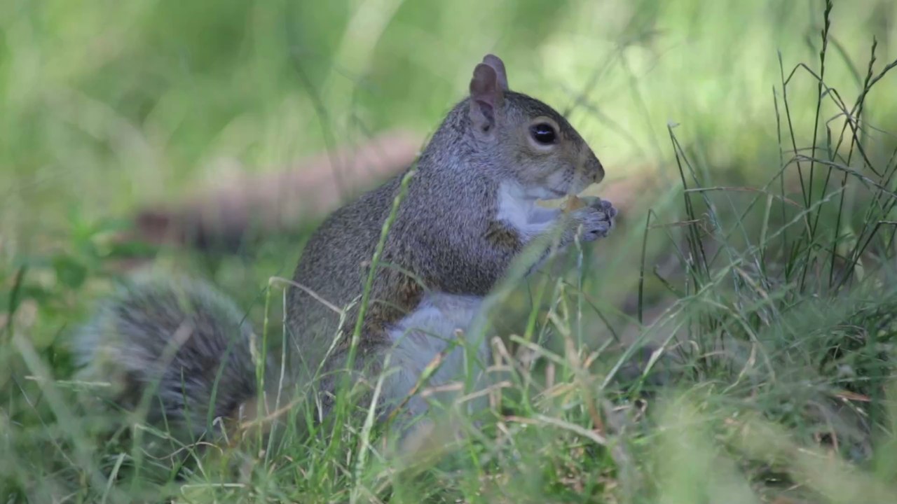 États-Unis : un écureuil ivre après avoir mangé une poire fermentée devient une star du web (VIDÉO)