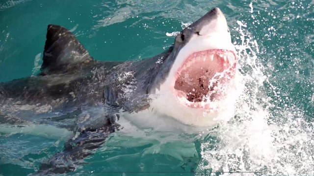 Animaux : il trouve les traces de l'affrontement entre un requin et un calmar géant