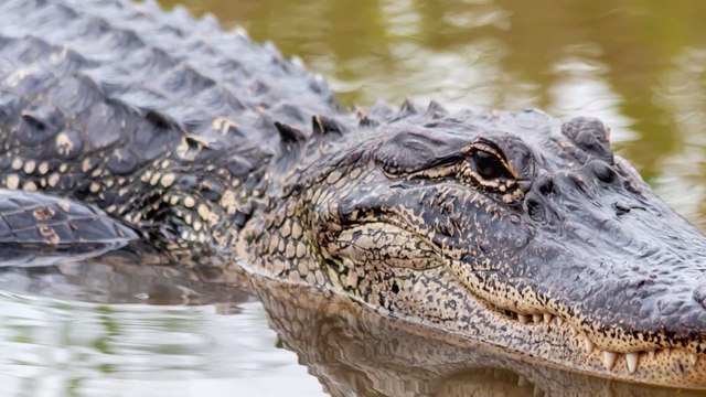 États-Unis : un immense alligator filmé au beau milieu d'un golf en Floride (VIDÉO)