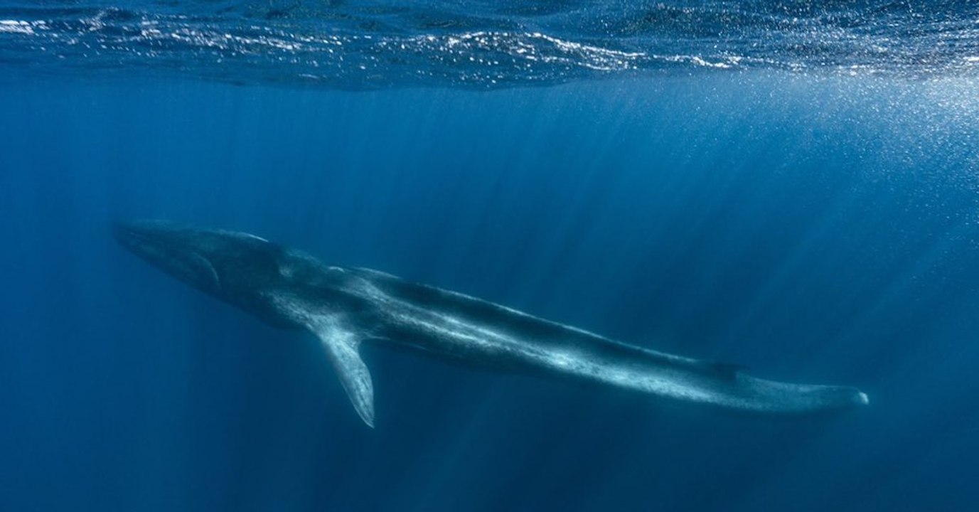 Fluker, la baleine sans queue, agonise en Méditerranée