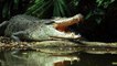 Australie : Elle pêche deux requins, un crocodile énorme les dévore sous ses yeux (Vidéo)