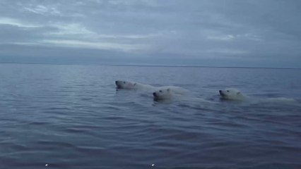 Chine : un hôtel mettant en scène des ours polaires provoque l’indignation