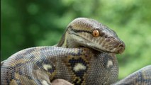 Australie : Elles sauvent leur chien d’une attaque de python (Vidéo)