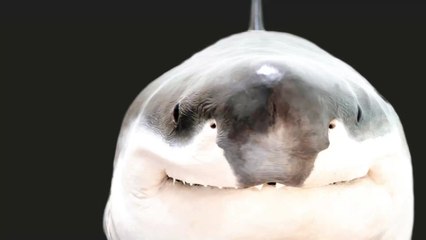 Inde : un bébé requin à deux têtes pêché au large du pays (Photos)