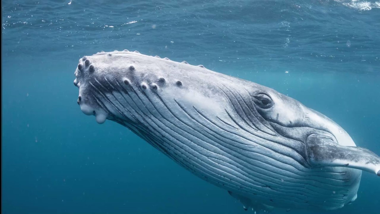 Thaïlande : Il découvre une goutte de "vomi de baleine" estimée à 2,7 millions d’euros (Vidéo)