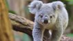 Australie : Ils découvrent un koala dans leur sapin de Noël (Vidéo)