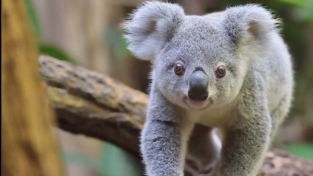 Australie : Ils découvrent un koala dans leur sapin de Noël (Vidéo)