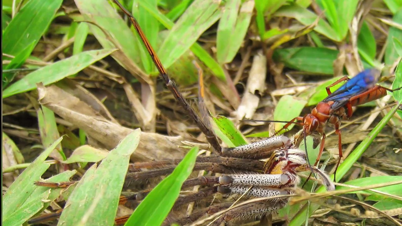 Australie : Une énorme guêpe paralyse une araignée géante pour l’emporter dans son nid (PHOTO)