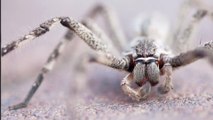 Australie : Elle trouve une araignée géante et ses oeufs dans le jouet de son neveu (Photos)