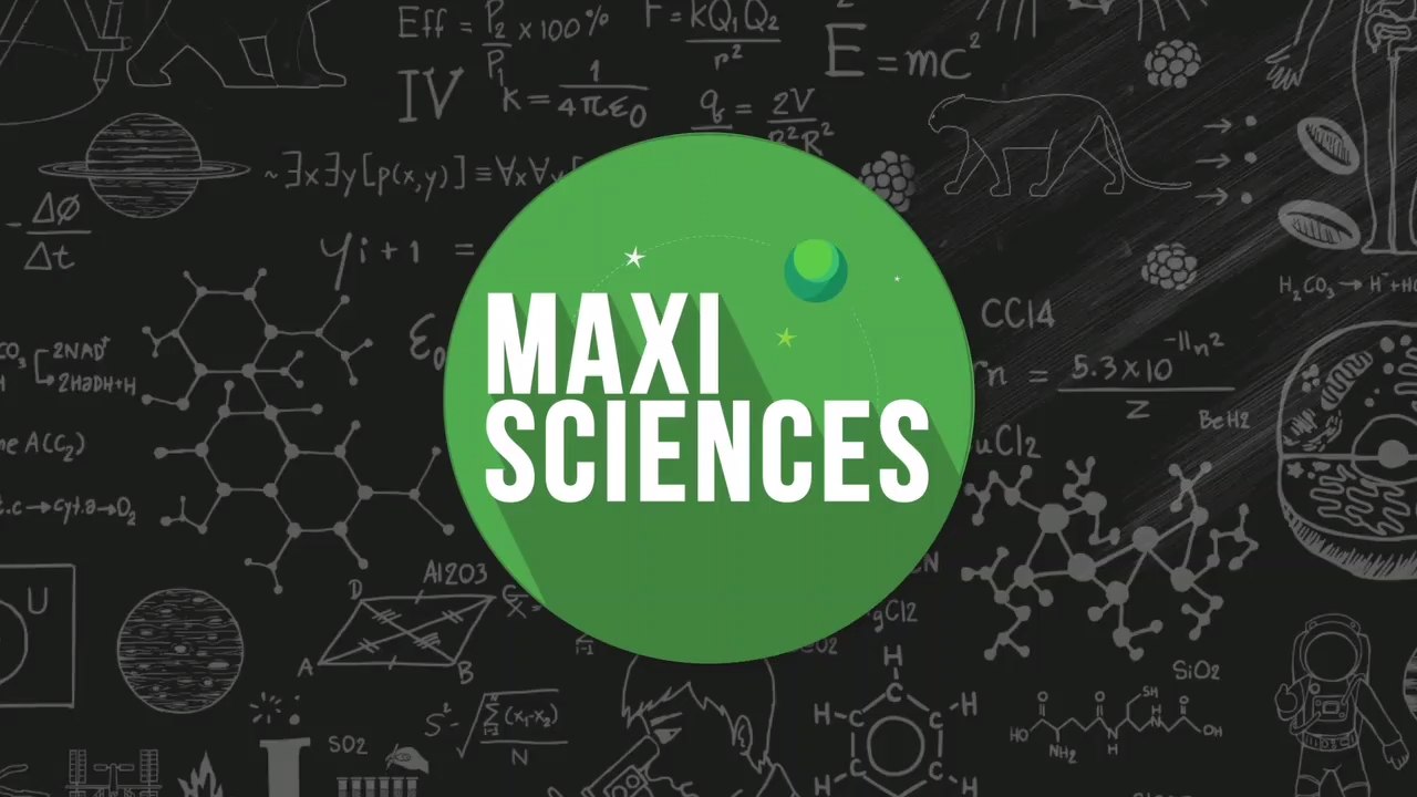 Insolite : Ces macaques chapardeurs sont les rois des voleurs à Bali