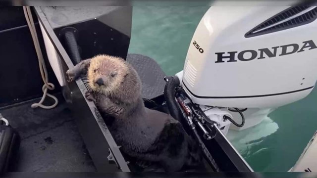 Insolite : pour échapper à une orque, une loutre se cache sur un bateau