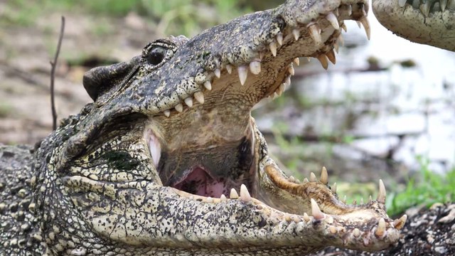 Insolite: un australien survit à une attaque de crocodile en desserrant sa mâchoire